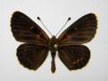 Melitaea trivia abb (Internet Image property of respective owner, non-commercial use only)